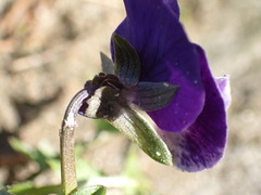 Viola × wittrockiana