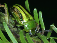 Calomela juncta