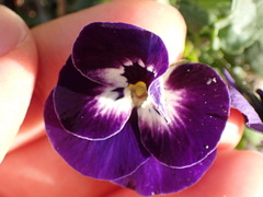 Viola × wittrockiana