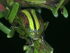 Calomela juncta