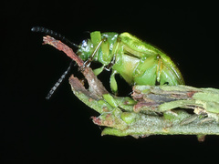 Calomela juncta