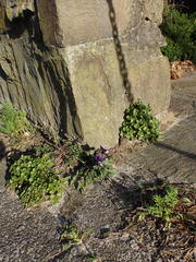 Viola × wittrockiana