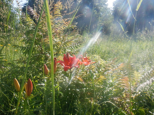 Lilium pensylvanicum iNat (3)