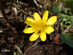 Ficaria verna