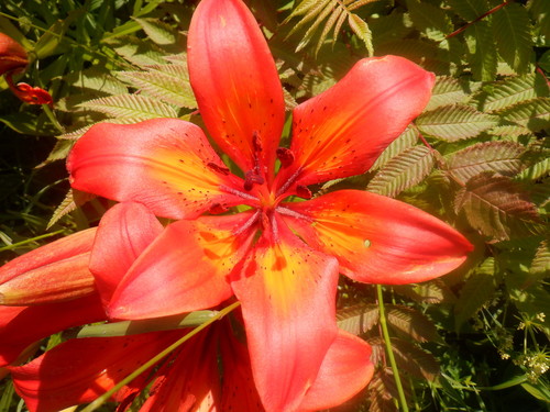 Siberian Lily
