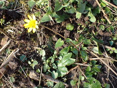 Ficaria verna