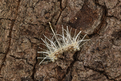 Evecliptopera illitata