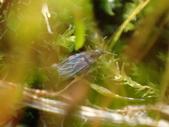 Sciaridae