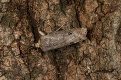 Xylena plumbeopaca