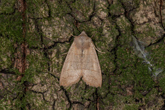 Eupsilia quadrilinea