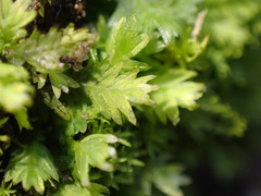 Fissidens taxifolius