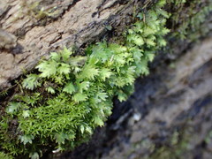Fissidens taxifolius