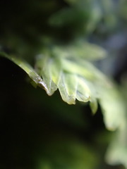 Fissidens taxifolius