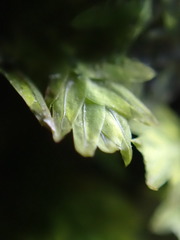 Fissidens taxifolius