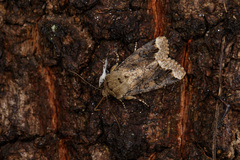 Orthosia limbata