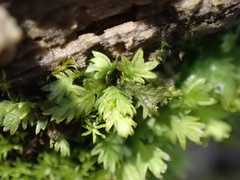 Fissidens taxifolius