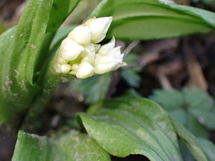 Allium ursinum