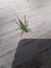 Neoconocephalus brevis