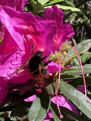 Bombus bicoloratus