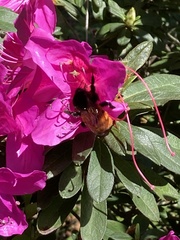 Bombus bicoloratus