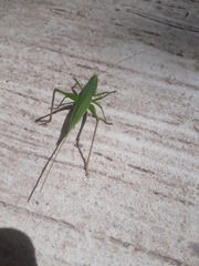 Neoconocephalus brevis