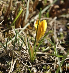 Crocus flavus