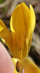 Crocus flavus