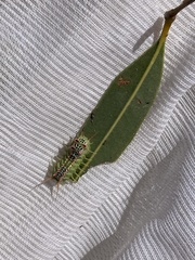 Doratifera quadriguttata