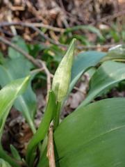 Allium ursinum