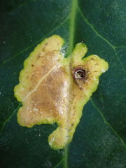 Phytomyza ilicis
