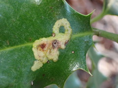 Phytomyza ilicis