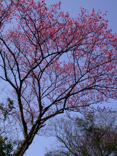 Prunus campanulata