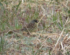 Emberiza personata
