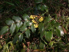 Berberis japonica