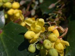 Berberis japonica