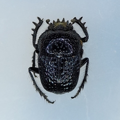Scarabaeus bohemani