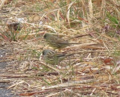 Emberiza personata