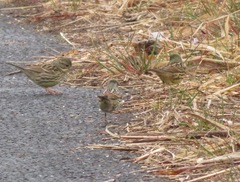 Emberiza personata