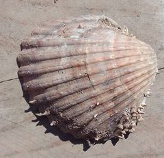 Acanthocardia aculeata
