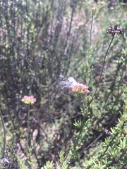 Euphilotes bernardino
