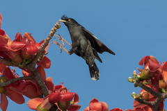 Acridotheres cristatellus