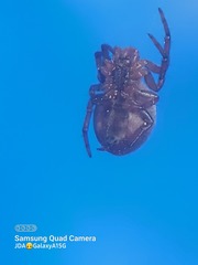 Araniella displicata