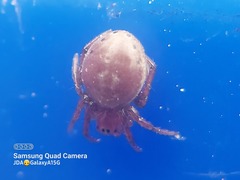 Araniella displicata