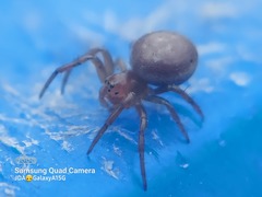 Araniella displicata