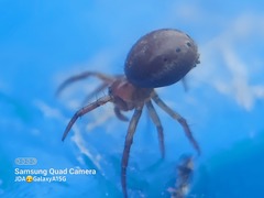 Araniella displicata
