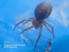 Araniella displicata