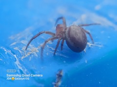 Araniella displicata