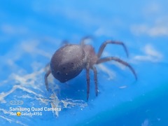 Araniella displicata