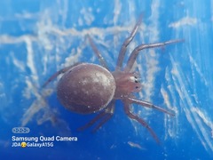 Araniella displicata