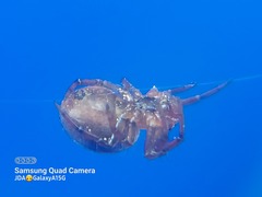 Araniella displicata